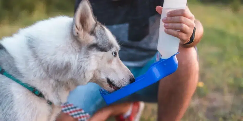 Best-Pet-Water-Bottles-for-Outdoor-1024×512.webp.webp