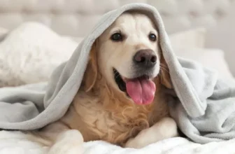 Wie schützen Sie Ihr Haustier vor rauen Wetterbedingungen im Freien?