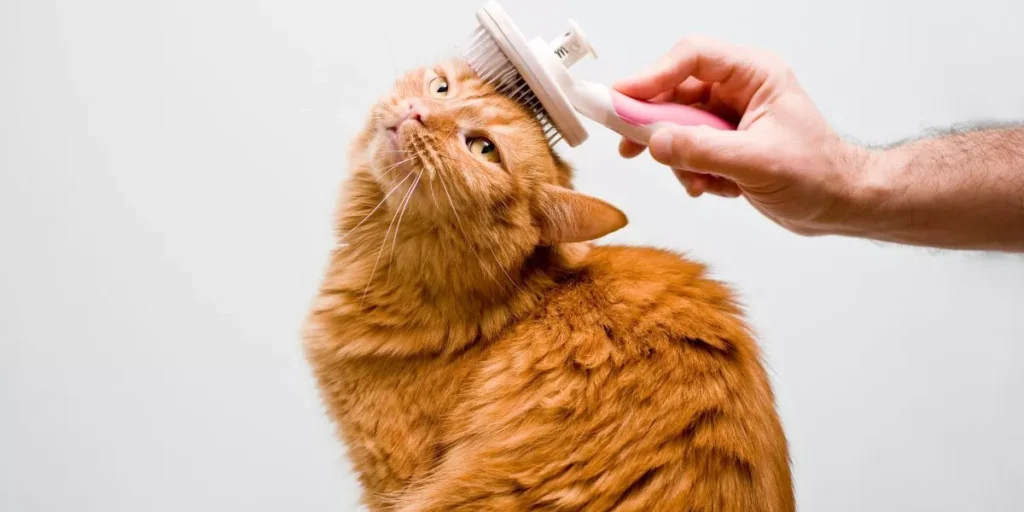 Grooming Essentials for Cats 1024x512.webp
