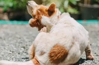 Improve Your Pets Skin 1024x512.webp