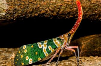 exotic pets and habitats 1024x791