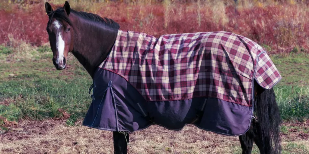 Right Horse Blanket Size 1024x512
