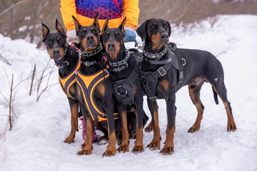 hiking gear for pets 1024x683